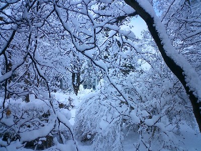 snow on branches